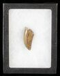 Tyrannosaur Tooth - Judith River Formation, Montana #63113-1